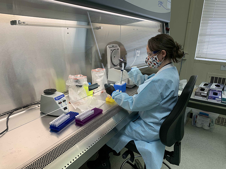 Scientists pipetting a sample in a biosafety cabinet