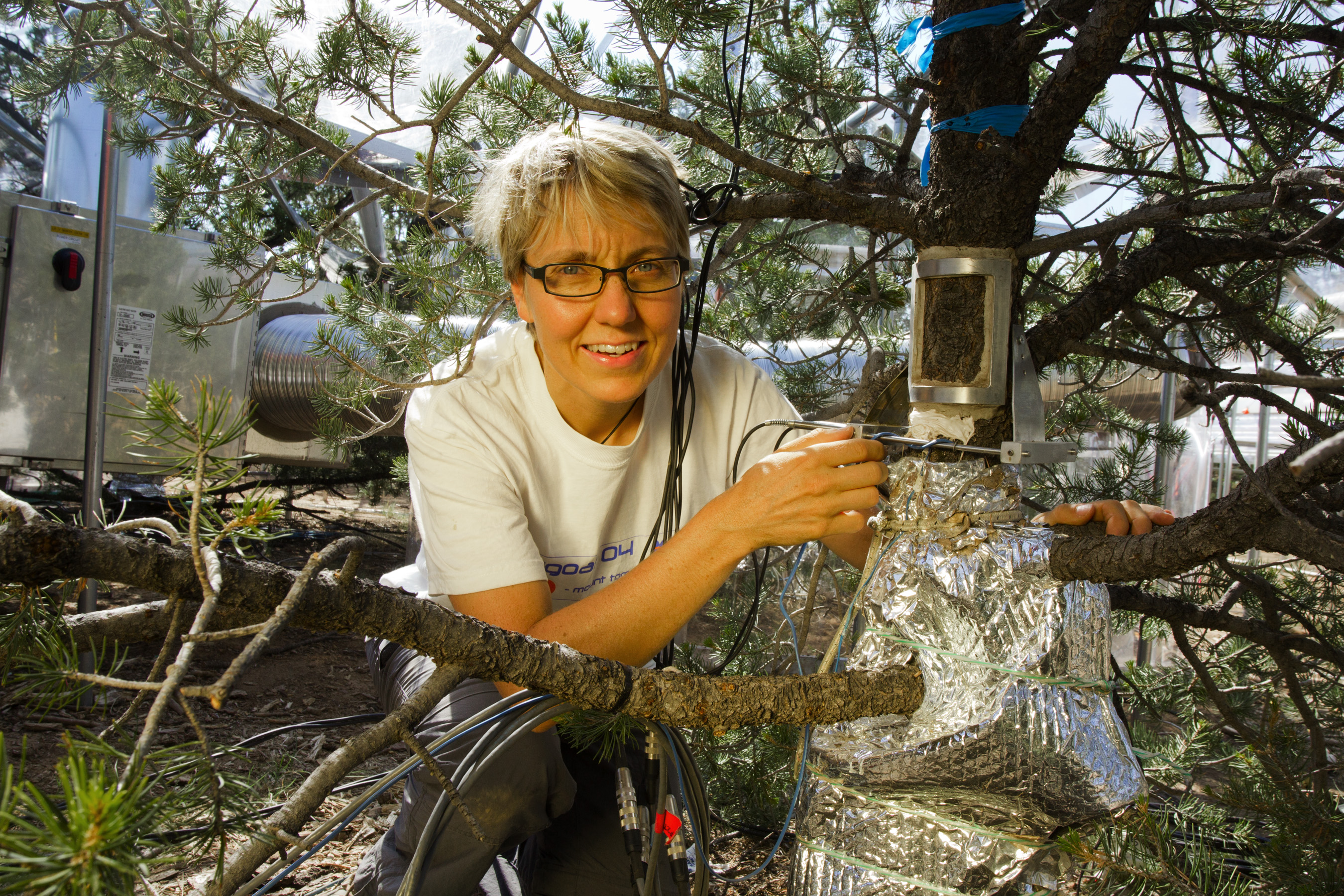Scientist monitors pinon trees with instrument to measure drought effects.