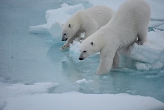 A polar bear and her cub inspect the waters near the icebreaker. Research stations on ice are protected by guards and a fenced perimeter. (Photo credit: LANL)