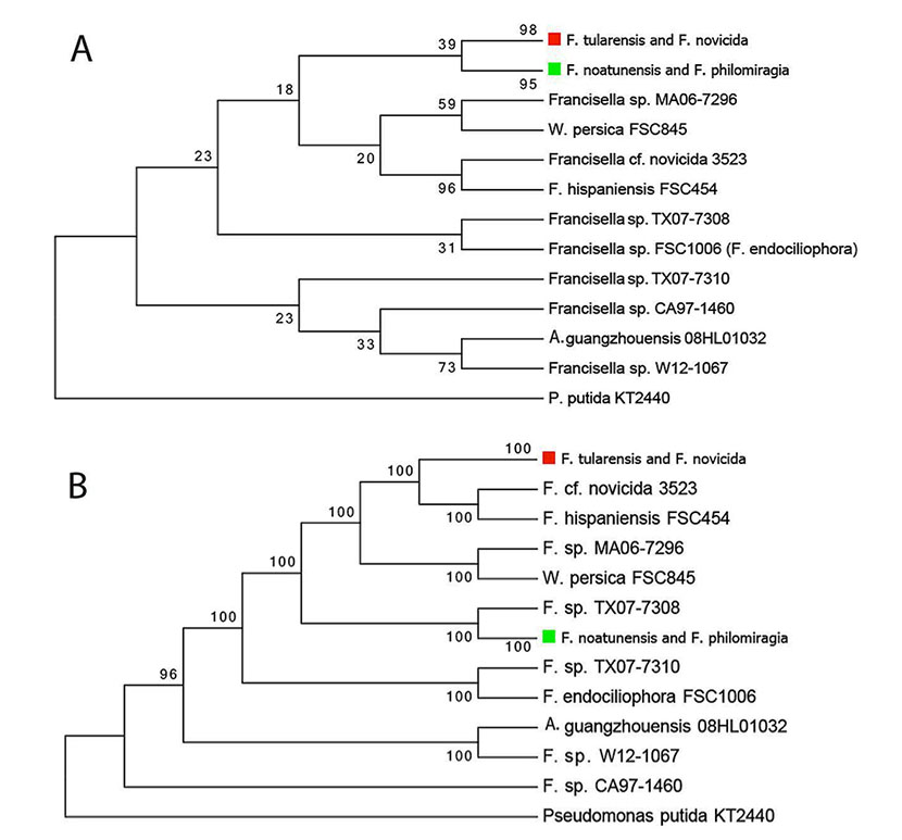  Panel    A,    phylogenetic    tree    based    on    the    sdhA    gene    from    92     Francisella     isolates.    