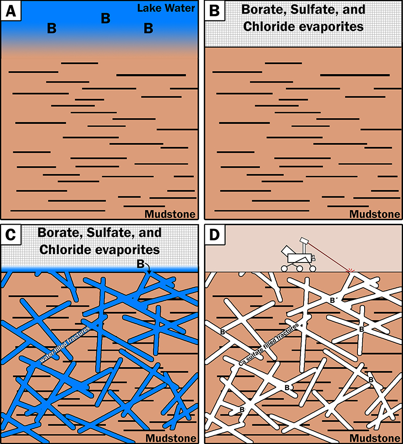 The hypothesis for how boron ended up in calcium sulfate veins is a multi-step process.