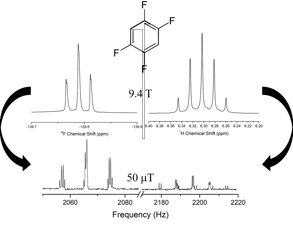 The experimental high-field NMR spectra (9.4 T, top) and the low-field J-coupled spectra (JCS) (50 T, bottom) of 1,2,4,5-tetrafluorobenzene for both the 19F (left) and 1H (right) portions of the spectra. The JCS provides more peaks in both the 19F and 1H spectra, which in turn, increases the information that can be learned about the structure and connectivity of the molecule. 
