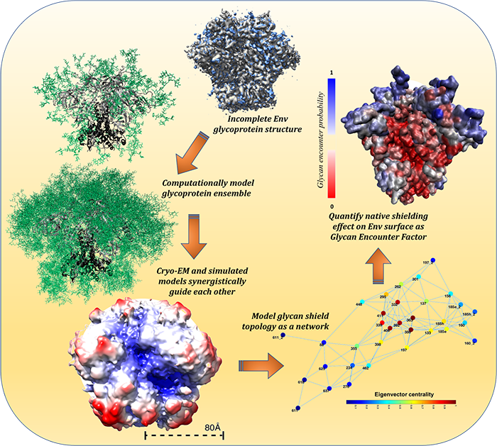 Cryo-electron microscopy experiments and extensive computational modeling synergistically guide the mapping of the HIV viral glycan shield in unprecedented detail.